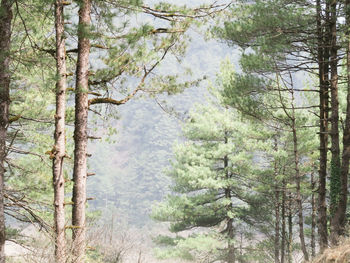 Pine trees in forest