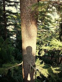 Trees in forest