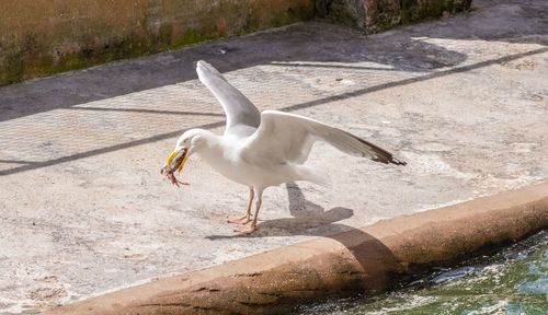 High angle view of seagull flying over lake