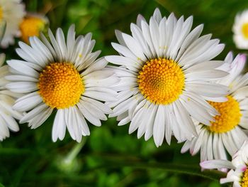 Close-up of white daisy flowers