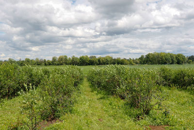 Scenic view of field against sky