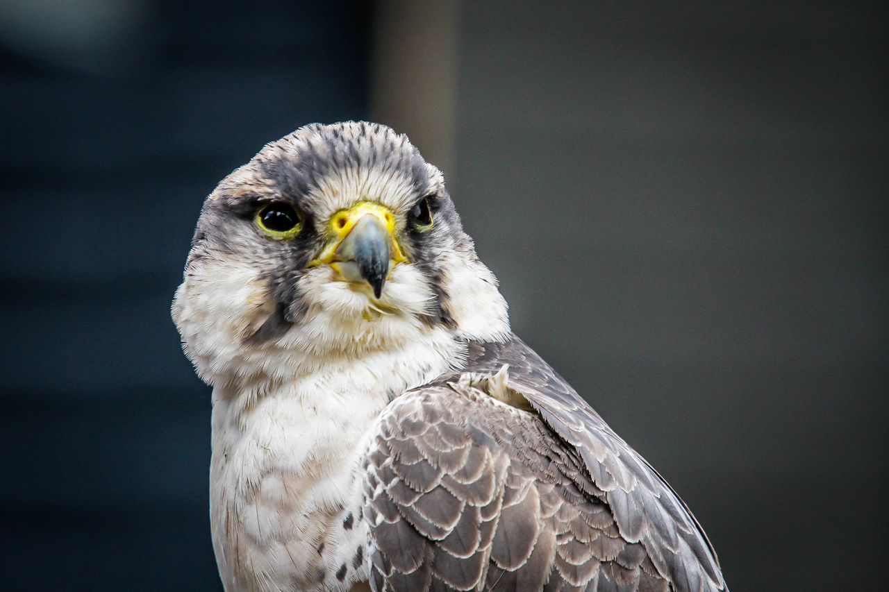 CLOSE-UP PORTRAIT OF AN ANIMAL