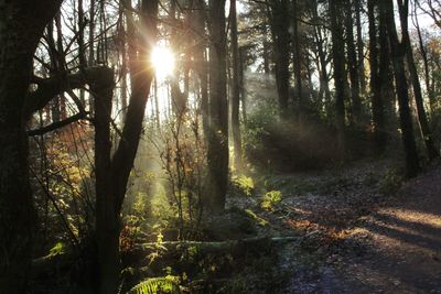 Sunlight streaming through trees in forest