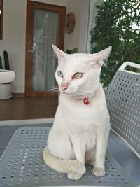 Portrait of cat sitting on table at home