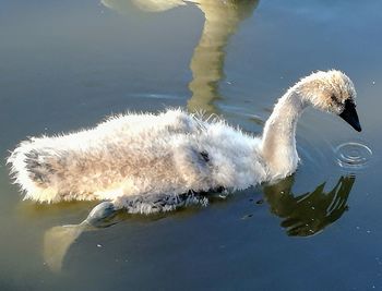 Close-up of swan swimming in lake