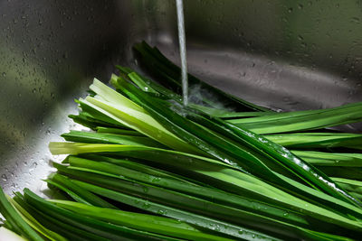 High angle view of wet leaf