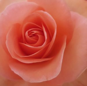 Close-up of fresh rose