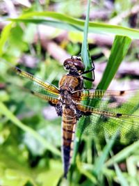 Close-up of insect on plant