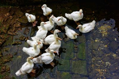 High angle view of white birds in lake