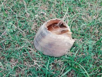 High angle view of shell on field