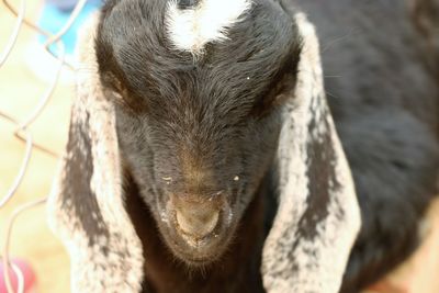 Close-up portrait of goat