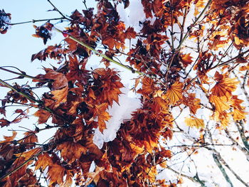 Low angle view of maple tree