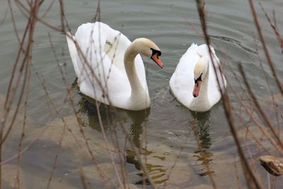 Swans swimming in lake