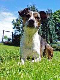 Dog standing on grassy field