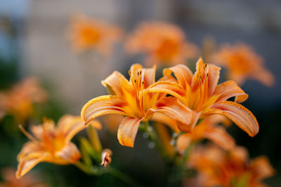 Close-up of orange day lily