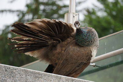 Close-up of peacock perching on railing