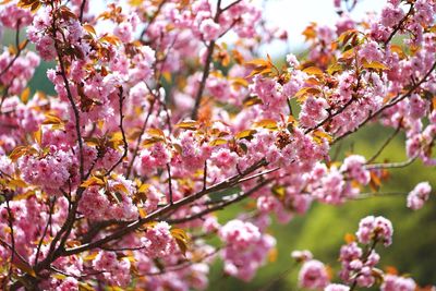 Low angle view of pink flowers on tree