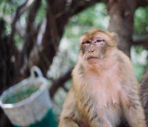 Portrait of monkey sitting on tree