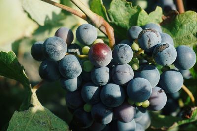 Close-up of grapes growing on plant