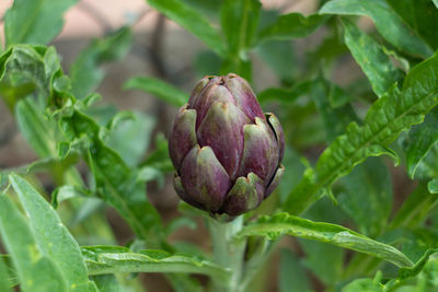 Close-up of fruit growing on plant