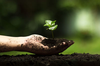 Cropped hand planting sapling on field