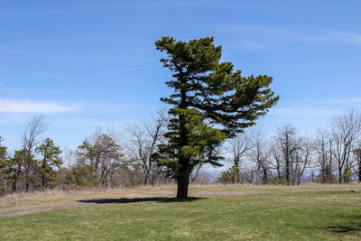 Trees on grassy field against cloudy sky