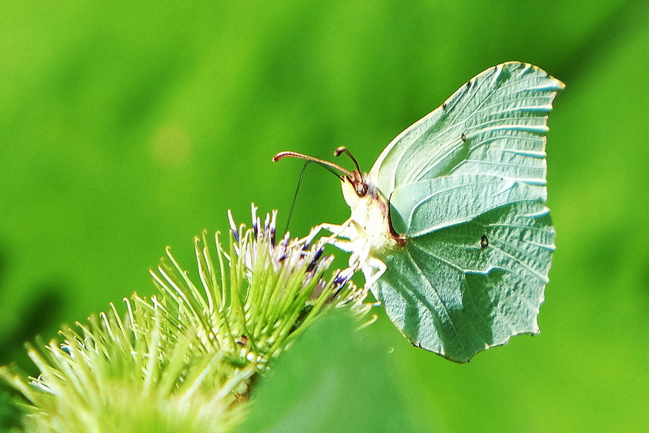 green color, leaf, plant part, plant, invertebrate, animal, one animal, animal themes, close-up, animal wildlife, animals in the wild, growth, insect, beauty in nature, nature, focus on foreground, no people, day, selective focus, vulnerability, animal wing, leaves, butterfly - insect