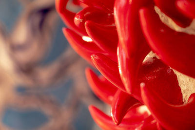 Close-up of red rose flower