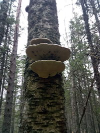 Low angle view of tree trunk in forest