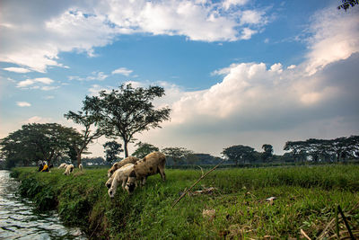 Horse on field against sky