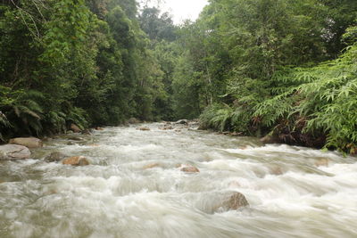 Scenic view of waterfall in forest