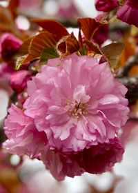 Close-up of pink cherry blossom