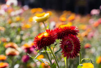 Close-up of red flowering plant