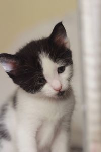 Close-up portrait of a cat