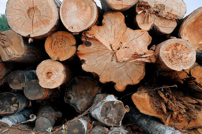 Full frame shot of logs in forest