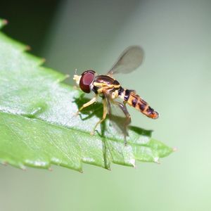 Close-up of bee on plant