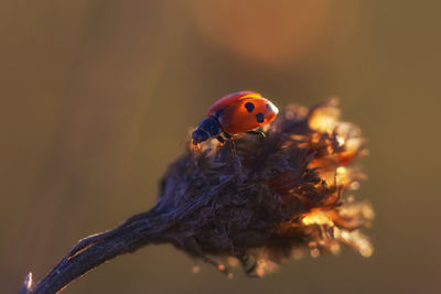 Close-up of ladybug