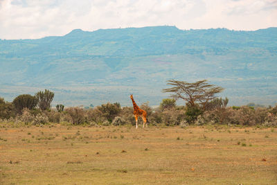 A lone rothschild giraffe in the wild at soysambu conservancy in naivasha,