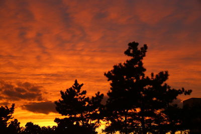 Low angle view of silhouette trees against orange sky