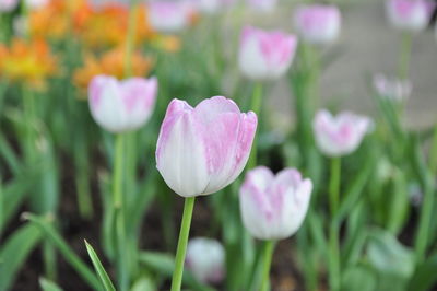 Close-up of pink crocus flowers on field