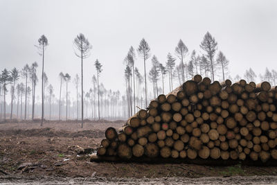 Stack of logs on field in forest against sky