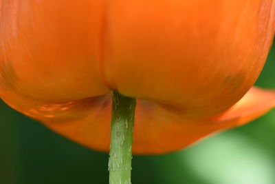 Close-up of orange flowering plant