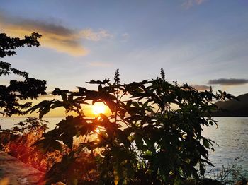 Silhouette trees against sky during sunset