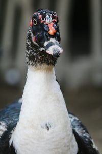 Close-up of a bird