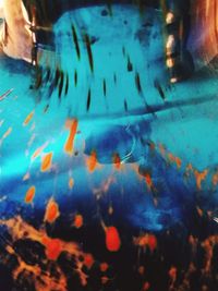 Close-up of jellyfish swimming in water