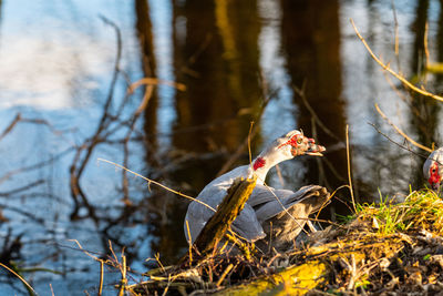 Close-up of crab on land by lake