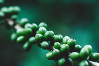 Close-up of wet plant
