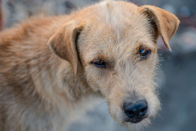 Close-up portrait of dog