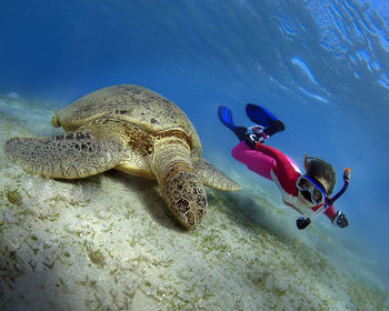 Freediver and the green turtle