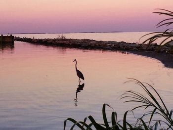 Bird on beach against sky during sunset